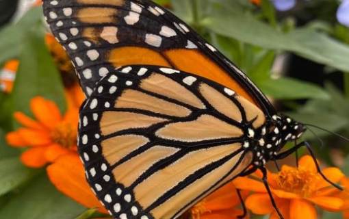 Fall Native Plant Sale