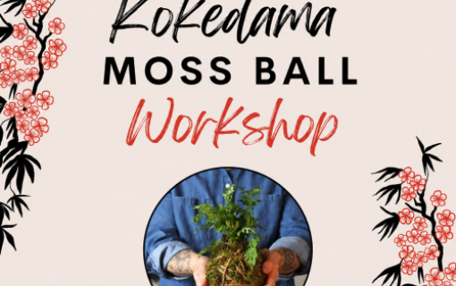 Kokedama