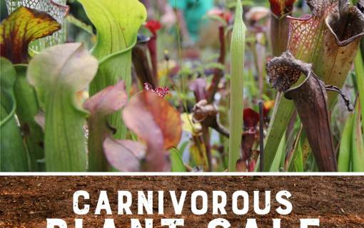 CNC 1597 Carnivorous Plant Sale Soc Med 1080x1080