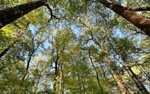 Forest Bathing copy