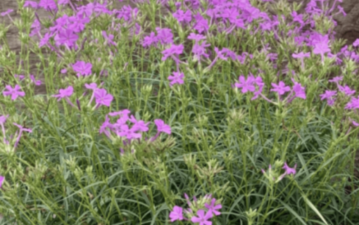 Screenshot 2026 02 23 at 4 46 38 PM